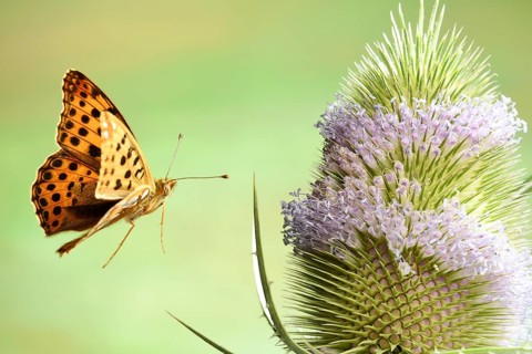 Queen of Spain fritillary