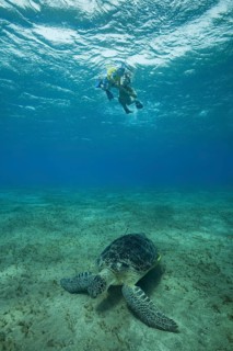 Woman and little boy with mask and fins swim under surface of the blue water and look at Green Sea Turtle