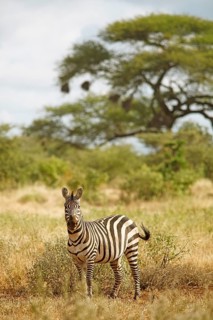 Plains Zebra