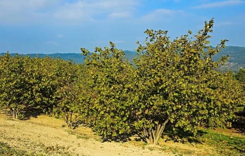 Hazelnut plantation