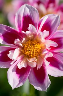 Dahlia
