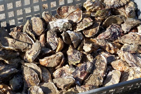 Fresh Marenne oysters
