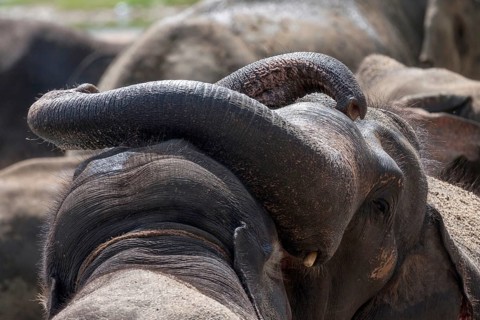Asian elephants