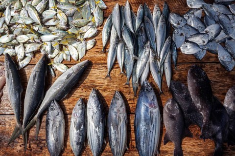 Fresh fish on table for sale
