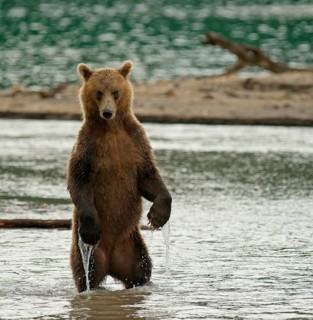 Brown bear