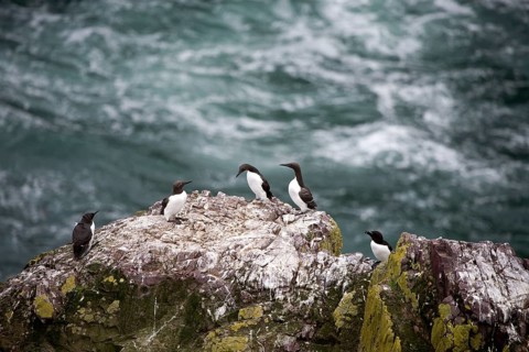 Common Guillemots