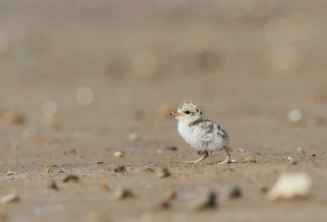 Least Tern