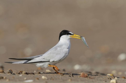 Least Tern