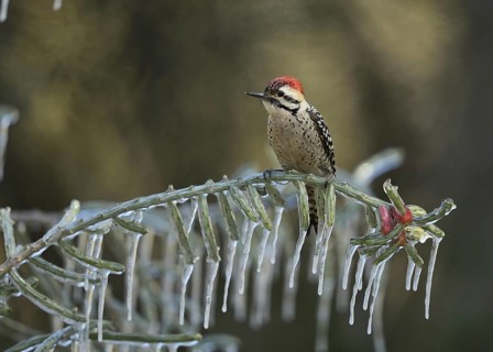 Ladder-backed Woodpecker