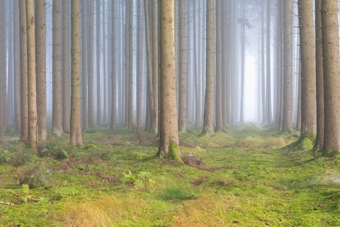 Fog in the forest