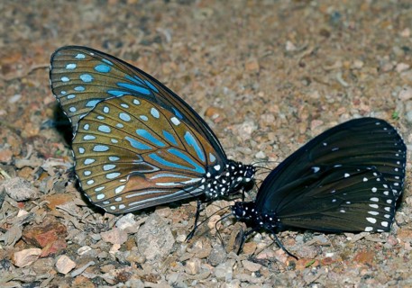 Blue glassy tiger