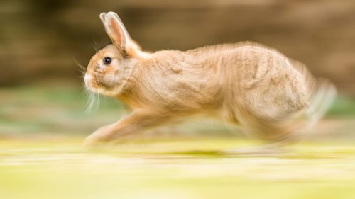 Wild rabbits
