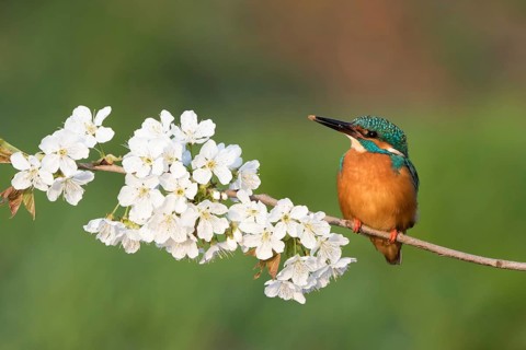 Kingfisher