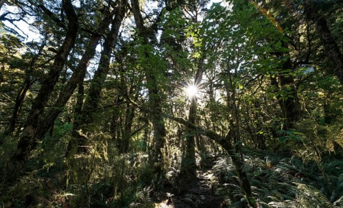 Sun shining through canopy