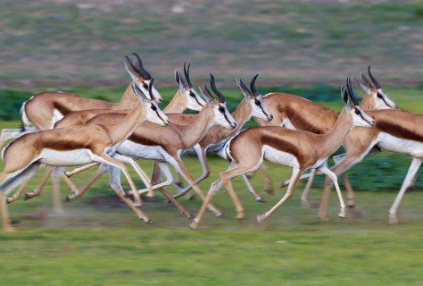 Springboks