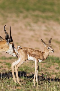 Springboks