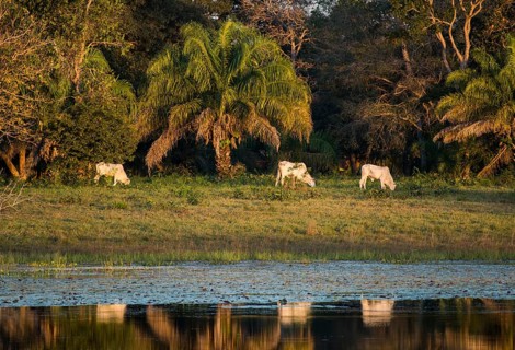 Landscape with Nelore cattle in the southern Pantanal