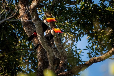 Two giant toucans