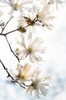 Magnolia blossom