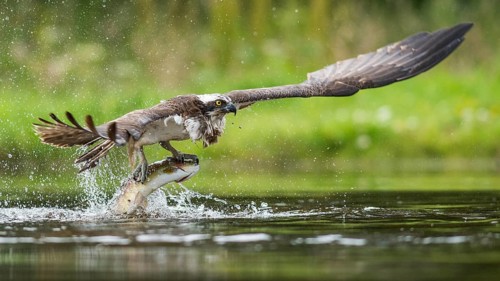 Fish eagle