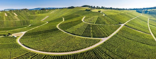 Serpentine road through vineyards
