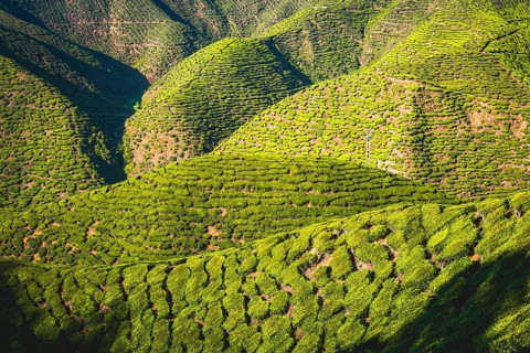 Hilly landscape with tea plantations