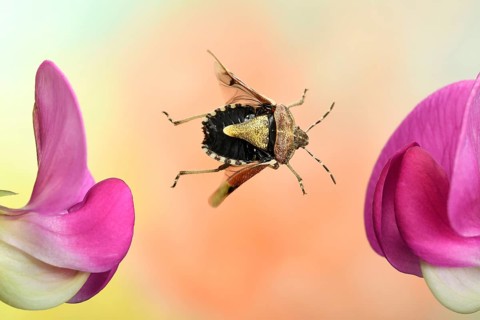 Hairy Shieldbug