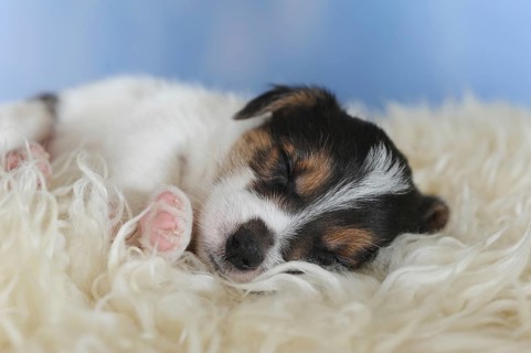 Jack Russell Terrier