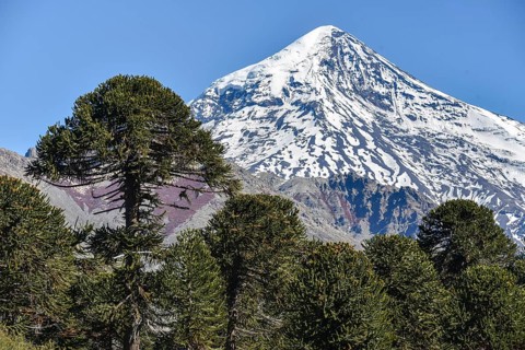 Snow-covered volcano Lanin and monkey puzzle tree
