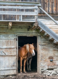 Horse looking out of barn