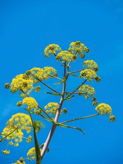 Yellow blossoms