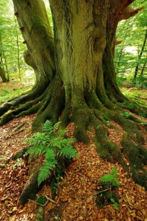 Roots with moss and ferns