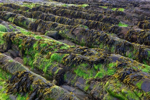Seaweed on rock formations on the Atlantic coast at low tide