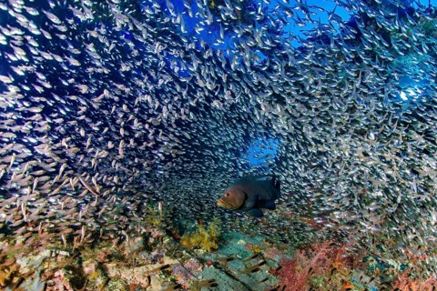 Redmouth Grouper