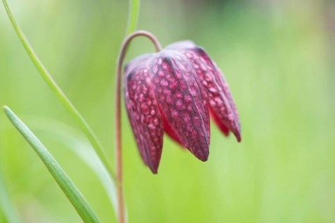 Snake's Head Fritillary