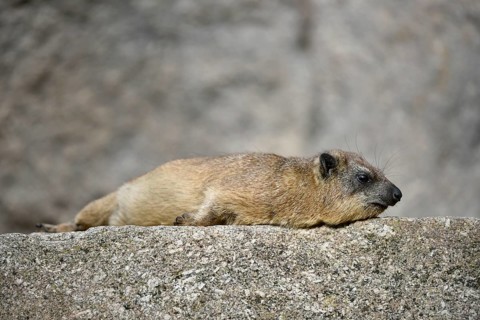 Cape hyrax