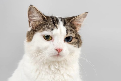 Pedigree cat Cymric