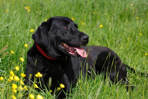 Black Labrador Retriever