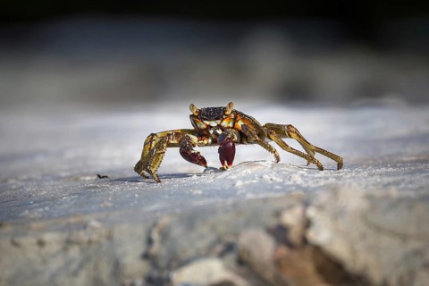 Shore crab