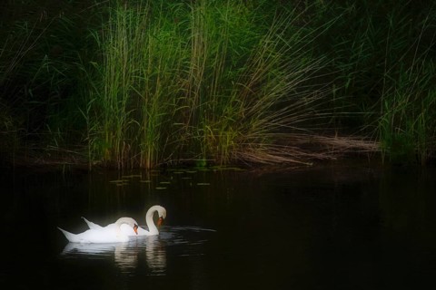 2 Mute swans