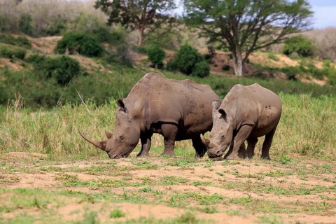 White rhinoceroses