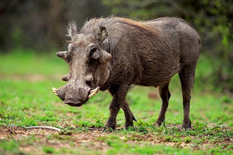 Desert warthog