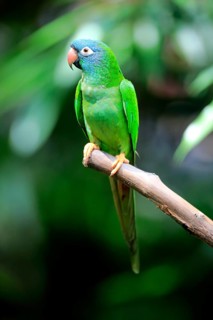 Sharp-tailed Parakeet