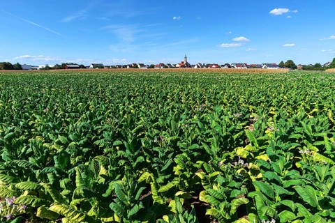 Tobacco plant
