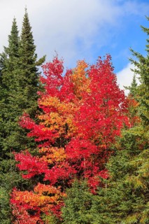 Autumn colors