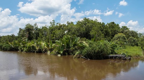 Dense embankment with palm trees