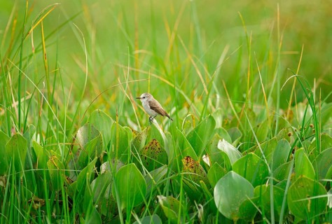 White-rumped monjita