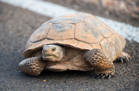 Agassiz's desert tortoise