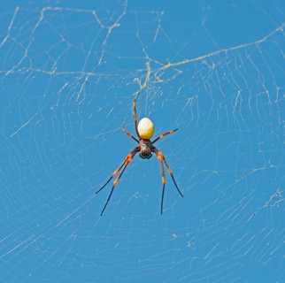 A golden orb weaver spider