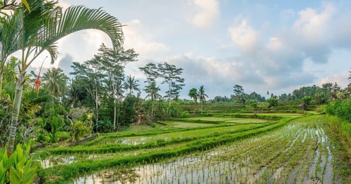 Rice terraces of Jatiluwih